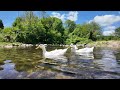 Ormanın Cıvıltıları ve Su Sesi (10dk)| Chirping of the Forest and the Sound of Water (10 min)