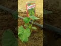 जमींदार⛏️ #किसान #देसी #जमींदार #ट्रेंडिंग #रील्स #रील #वायरल