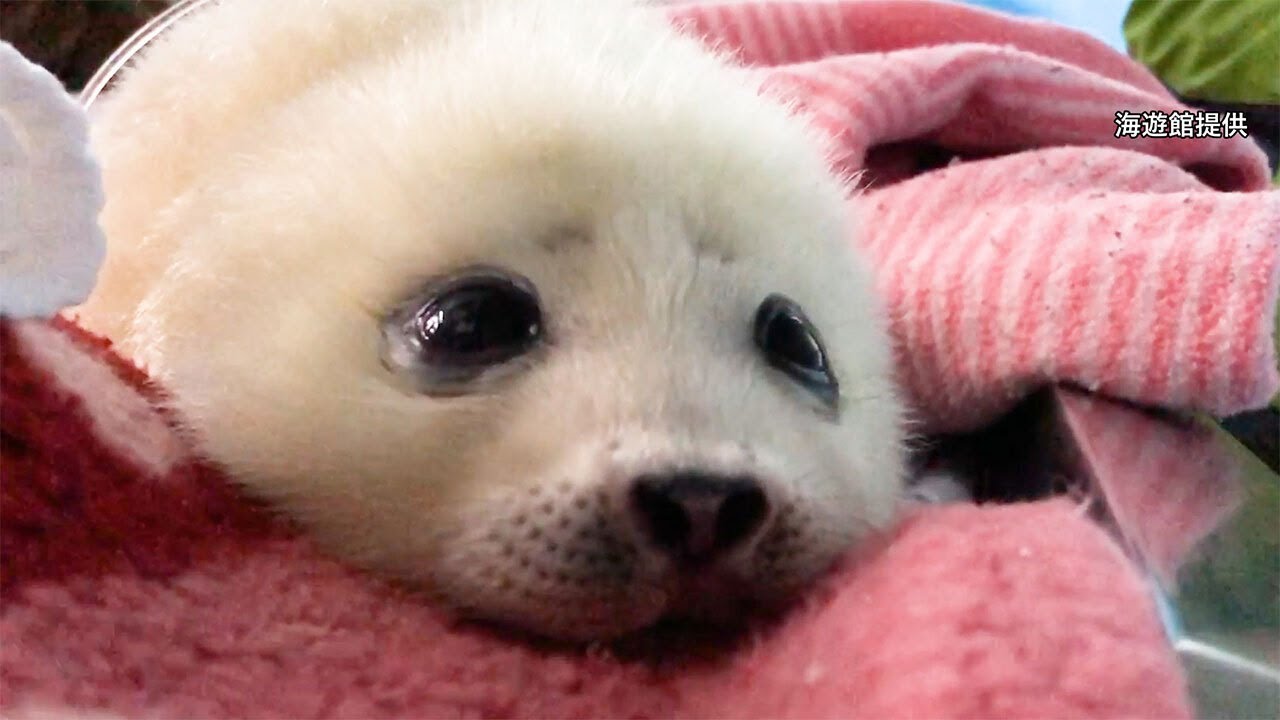 アザラシ赤ちゃんに命の危機 24時間見守った1ヶ月間 Youtube アザラシ赤ちゃんに命の危機 24時間見守った1ヶ月間 Youtube