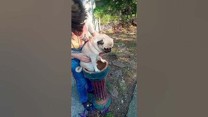 dog abuse