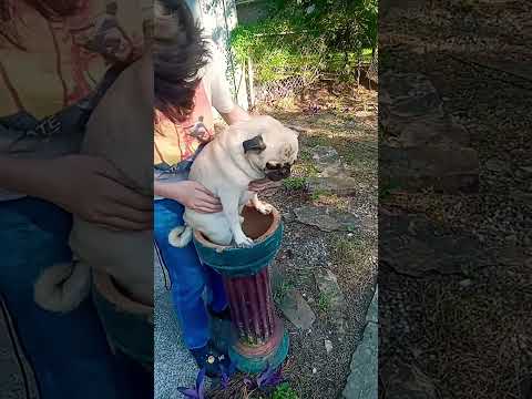 dog abuse