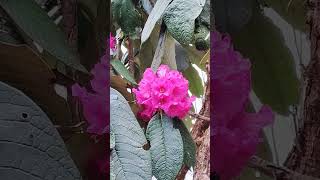 beautiful rhododendron flowers #viral #shortvideo #utubeshorts