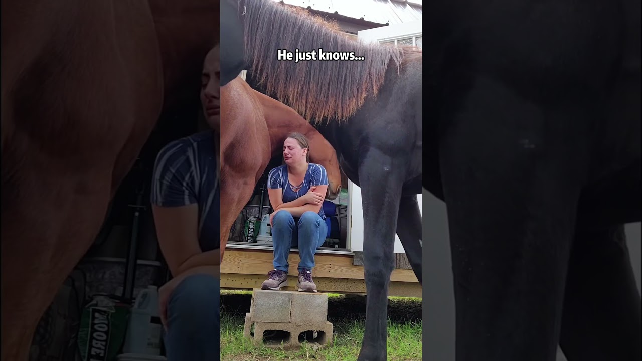 A gentleman in a horse&rsquo;s body.🐎🥹#horse #wholesome #gentleman #love #heartwarming #foryou #fyp