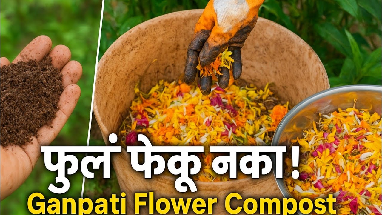 फुलांचा पुनर्वापर 🌱 गुळपाणी वापरून सुपर खत तयार | Ganpati Flower Compost Magic