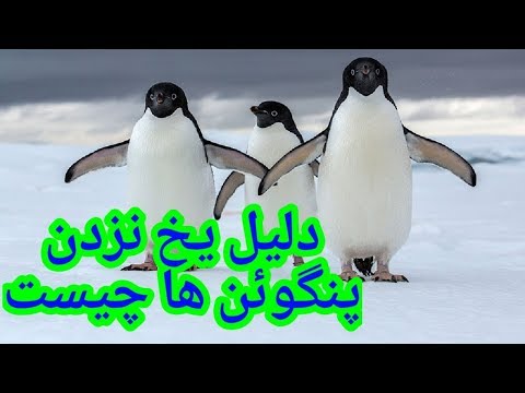 تصویری: کجا پنگوئن ها را در نیوزلند ببینیم