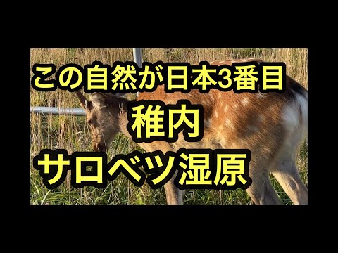 【日本第3位サロベツ湿原】釧路湿原が日本最大ですが、サロベツ湿原は日本第三位。そのサロベツ湿原は稚内にあります。稚内観光2稚内、利尻、礼文、サロベツ湿原はラムサール条約にも加盟