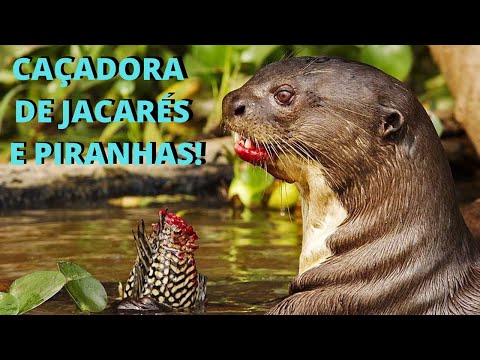 Vídeo: Lontra de rio: aparência, hábitos, habitat