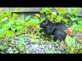 Slow TV For Cats - 12 Relaxing Hours Of Squirrels With Birdsong - June 18, 2019