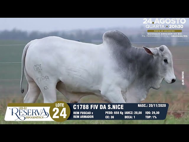 LOTE 24 GRI C1788