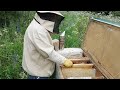 Один отводок пчёл с свищевой маткой работает другой нет. Объединяю отводки.