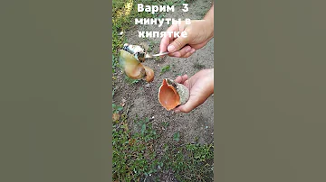 Как достать рапана из раковины. Простой способ чистки рапанов
