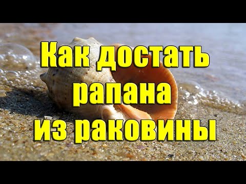 Как достать рапана