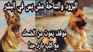 البرود والتناحة مش بس في البشر ? موقف يموت من الضحك مع كلب بارد جدا ?