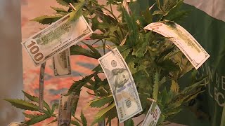Investors of 'infantile industry' not high on recreational marijuana in Florida just yet