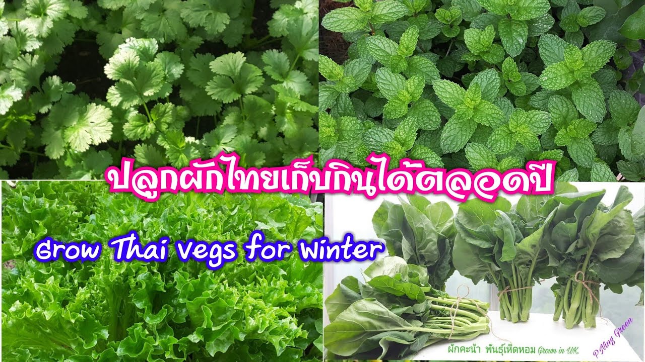 ปลูกผักหน้าหนาว ไว้ทานกันตลอดปีค่ะ ผักคะน้า ผักชี ต้นหอม ตะไคร้ สะระแหน่ ,Grown Thai Vegs in Winter