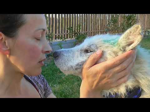 Beni, the abandoned dog traveling to Brussels (2017)