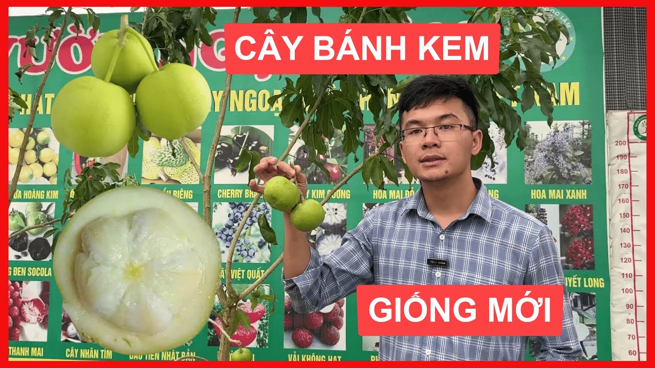Cây Bánh Kem [ Giống Mới - Sỷ Lẻ Toàn Quốc ] Đt/Zalo 0968750386 | 0923916866