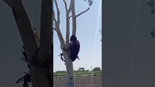 tree cutter man#shorts #viralvideo #agriculture