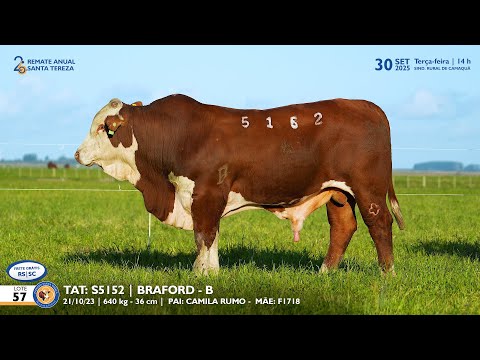 LOTE 57 TAT TES5152 BRAFORD Est  Sta Tereza