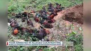 Dozens of roosters found dead in suspected Rusk County cockfighting operation; 4 arrested