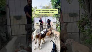 Furrvy is your pet’s happy place! Day-boarding, pet grooming✨ #furrvy #petcare #petlovers #dogs