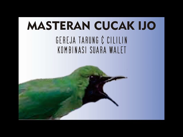 Masteran Cucak Ijo yang di iringi suara burung walet. cepat merekam masa mabung. class=