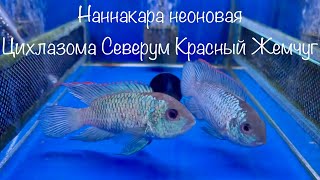 Наннакара неоновая Цихлазома Северум