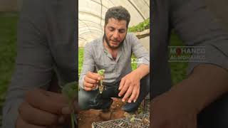 نازح يشرح طريقة تطعيم الجبس على القرع زراعة تطعيم سوريا السعودية فلسطين الكويت