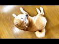 柴犬の背後をとると、、、