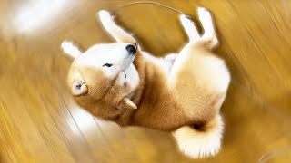 柴犬の背後をとると、、、