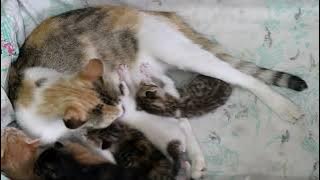 Mother cat feeding the kittens and cleaning and licking them