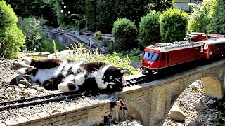Katze vs. Gartenbahn VII