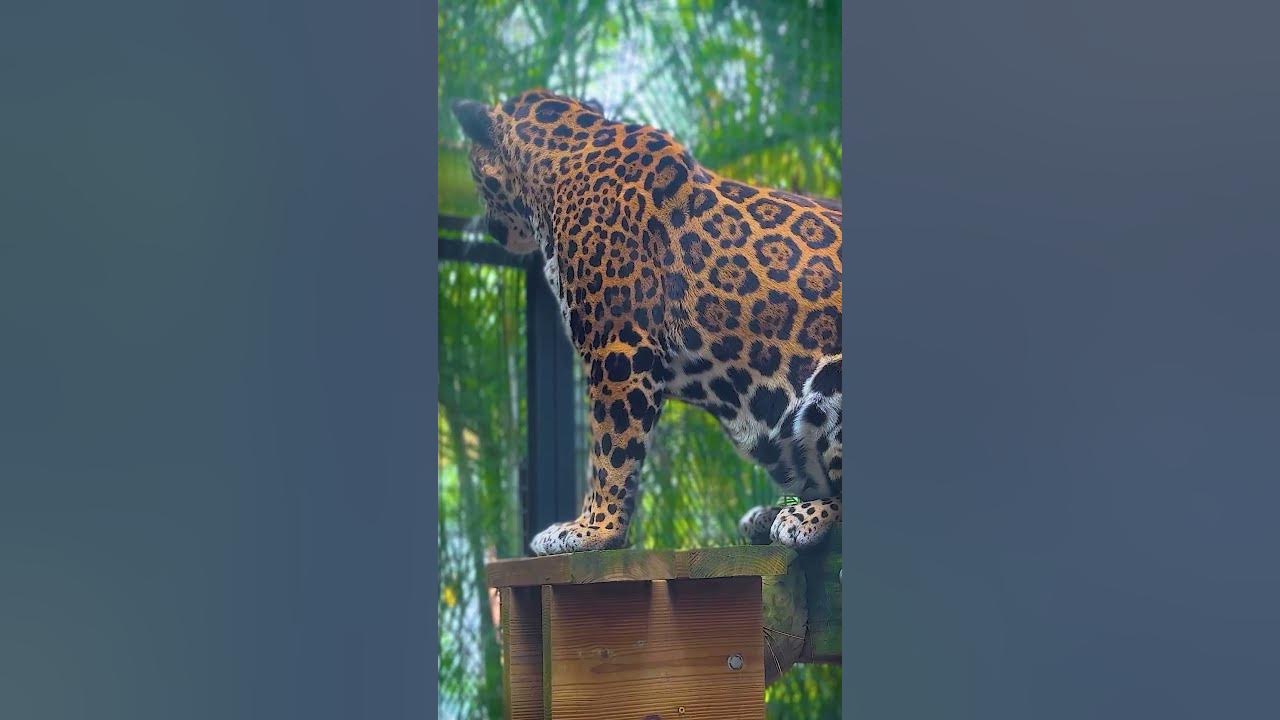 where-do-jaguars-live-in-the-wild-shorts-jaguars-youtube