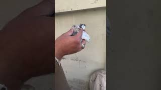 79 Walay Birds 03258672277