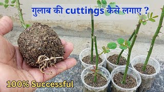 गुलाब की cuttings कैसे लगाए ? How to grow Rose plant from cuttings ?