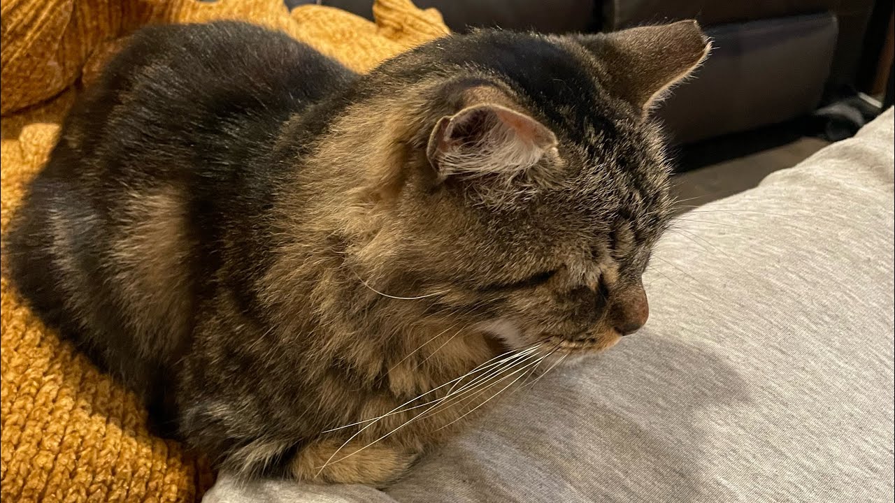 Fibromyalgia and Lyme Disease/Chronic Fatigue Syndrome: Part I