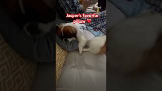 Tibetan Spaniel dog supper cute lying on his favorite pillow. Thank you for watching! ❤