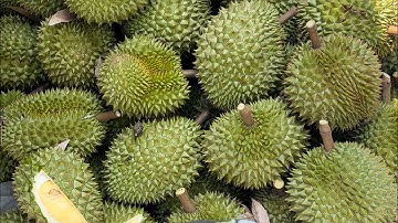 @T772 Đường ÔTô Trên Đất Trồng Sầu Riêng Giá 290 Triệu Có 100 Thổ Cư Xã Cẩm Sơn - Cai Lậy