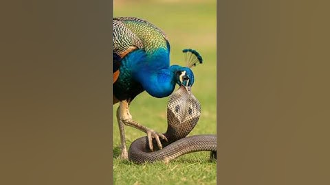 Peacock Attack on Cobra Snake in Forest #viral #peacock #attack #animals #fight #new #trending