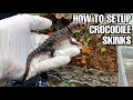 Project MINI DRAGON | Red-Eyed Crocodile Skink Breeding Project (PART 2)