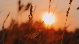 cinematic hujan sore hari| story wa cinematic alam 30 detik | aesthetic alam | sinematik alam.