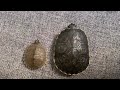 Mis tortugas (actualizacion)