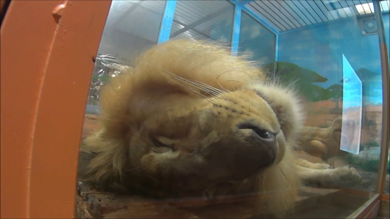 めっちゃさわれる動物園 ライオン寝てる Youtube