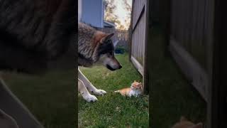 Hero cat leaps into action to save a tiny kitten from a big dog!