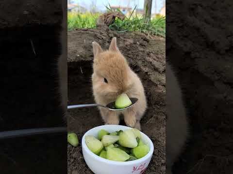 Greedy little rabbit🥒 #cute #pets #funny #rabbit #shorts #tiktok #animals