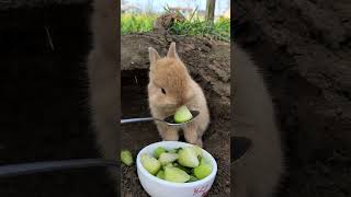 Greedy Little Rabbit🥒 #Cute #Pets #Funny #Rabbit #Shorts #Tiktok #Animals