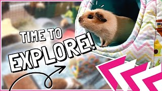 Huge Guinea Pig Adventure Playground!