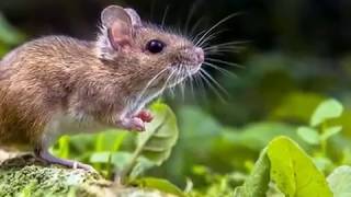 Suara pengusir tikus paling ampuh