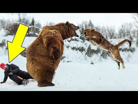 10 Unbelievable Animals That Saved People's Lives