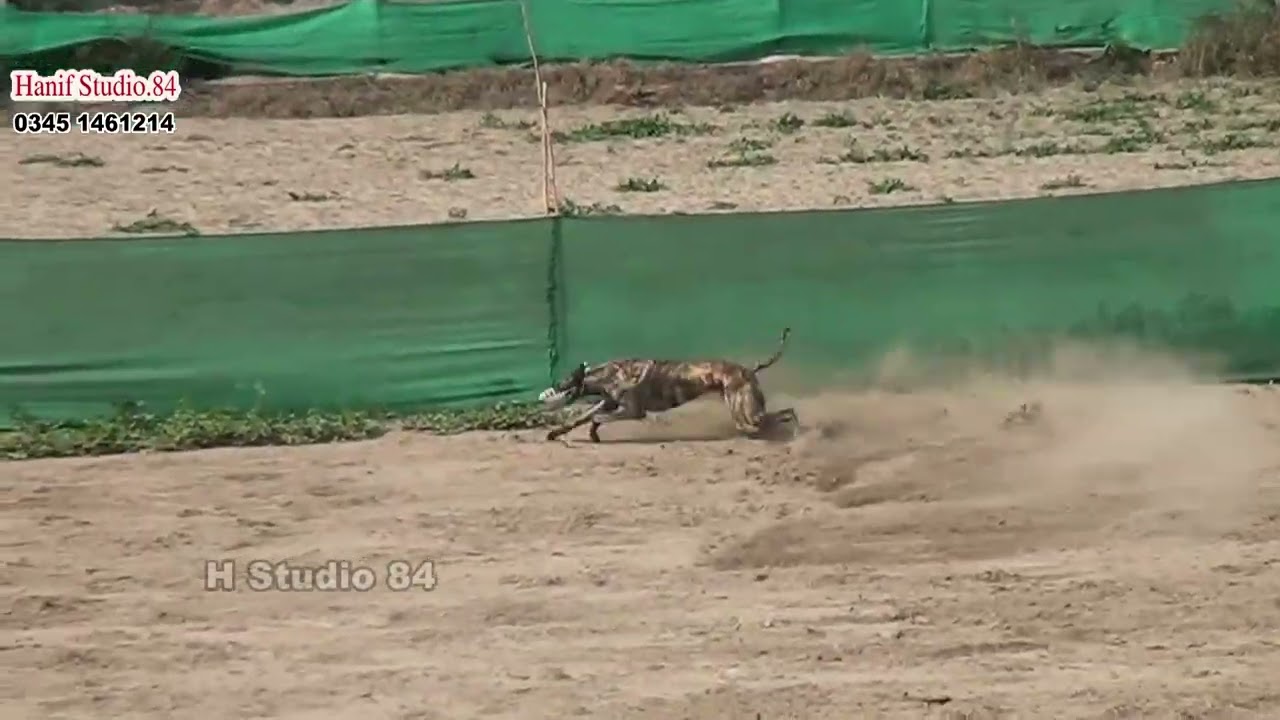 Coursing Race round 3 coursing club Phalia 22 Feb 2026